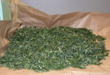 Gierczyce i Rzezawa: Policjanci zlikwidowali nielegalną uprawę konopi indyjskich