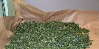 Gierczyce i Rzezawa: Policjanci zlikwidowali nielegalną uprawę konopi indyjskich