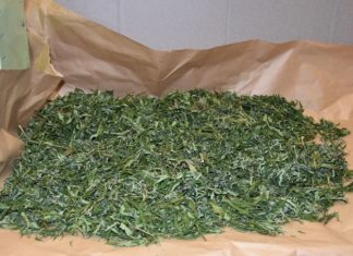 Gierczyce i Rzezawa: Policjanci zlikwidowali nielegalną uprawę konopi indyjskich