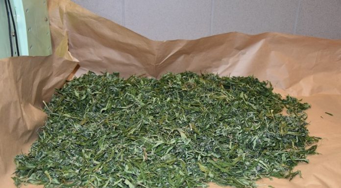 Gierczyce i Rzezawa: Policjanci zlikwidowali nielegalną uprawę konopi indyjskich