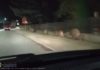 Rodzina dzików spacerowała po Brzesku – WIDEO