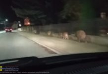 Rodzina dzików spacerowała po Brzesku – WIDEO