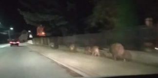 Rodzina dzików spacerowała po Brzesku – WIDEO