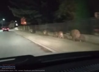 Rodzina dzików spacerowała po Brzesku – WIDEO