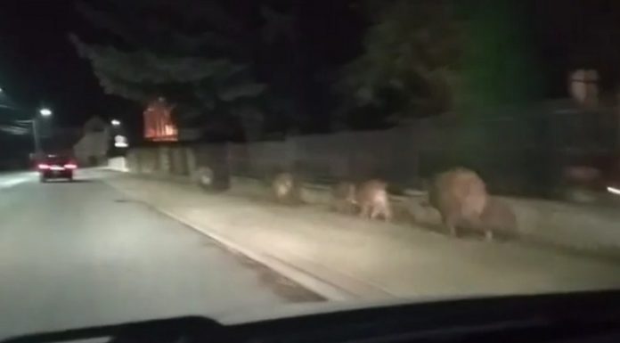 Rodzina dzików spacerowała po Brzesku – WIDEO