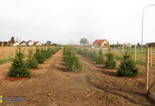 Nowa zieleń na os. Smyków i BSAG. Drzewa i krzewy za prawie 130 tys. zł