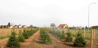 Nowa zieleń na os. Smyków i BSAG. Drzewa i krzewy za prawie 130 tys. zł