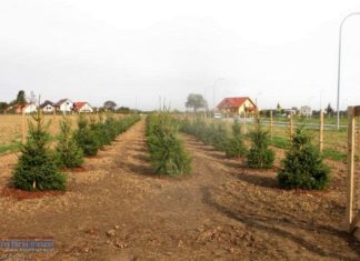 Nowa zieleń na os. Smyków i BSAG. Drzewa i krzewy za prawie 130 tys. zł