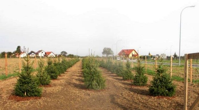 Nowa zieleń na os. Smyków i BSAG. Drzewa i krzewy za prawie 130 tys. zł