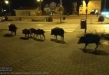 Wyrok na dziki biegające po Brzesku. Jest decyzja o odstrzale