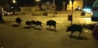 Wyrok na dziki biegające po Brzesku. Jest decyzja o odstrzale