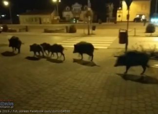 Wyrok na dziki biegające po Brzesku. Jest decyzja o odstrzale