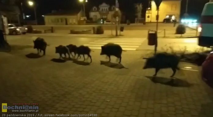 Wyrok na dziki biegające po Brzesku. Jest decyzja o odstrzale