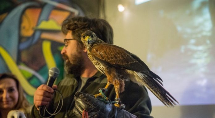 Bochnia. Podsumowanie projektu „Ptasie Miasto” i prezentacja ptaków – ZDJĘCIA