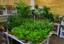 Weekend zniżek w centrum ogrodniczym „Świat Zieleni”. Nawet 50%!