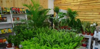 Weekend zniżek w centrum ogrodniczym „Świat Zieleni”. Nawet 50%!