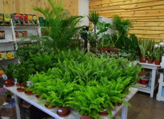 Weekend zniżek w centrum ogrodniczym „Świat Zieleni”. Nawet 50%!