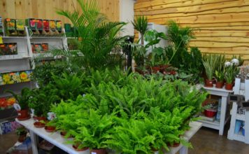 Weekend zniżek w centrum ogrodniczym „Świat Zieleni”. Nawet 50%!