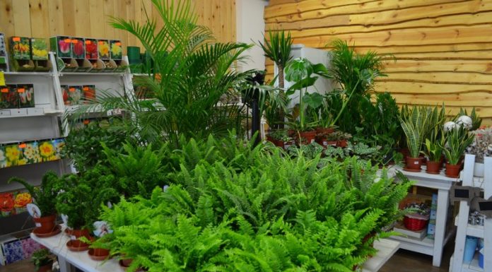 Weekend zniżek w centrum ogrodniczym „Świat Zieleni”. Nawet 50%!