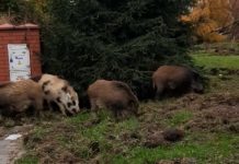 Dziki żerują w centrum Brzeska – kolejne WIDEO