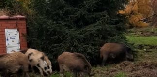 Dziki żerują w centrum Brzeska – kolejne WIDEO