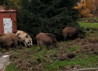 Dziki żerują w centrum Brzeska – kolejne WIDEO