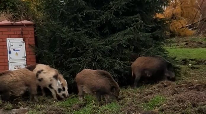 Dziki żerują w centrum Brzeska – kolejne WIDEO