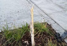 Bochnia. Na zrewitalizowanej ulicy drzewko przetrwało tylko kilka dni