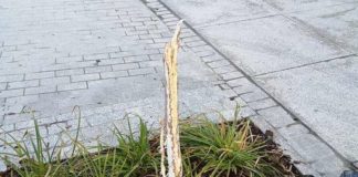 Bochnia. Na zrewitalizowanej ulicy drzewko przetrwało tylko kilka dni