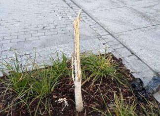 Bochnia. Na zrewitalizowanej ulicy drzewko przetrwało tylko kilka dni