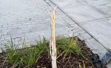 Bochnia. Na zrewitalizowanej ulicy drzewko przetrwało tylko kilka dni