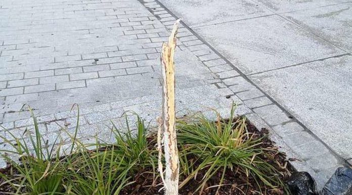 Bochnia. Na zrewitalizowanej ulicy drzewko przetrwało tylko kilka dni