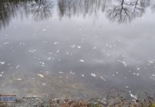 Dziesiątki martwych ryb w stawie w Puszczy Niepołomickiej. Co tam się wydarzyło? – ZDJĘCIA