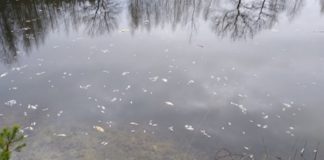 Dziesiątki martwych ryb w stawie w Puszczy Niepołomickiej. Co tam się wydarzyło? – ZDJĘCIA