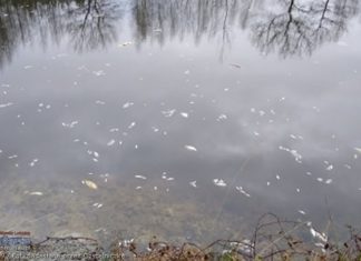 Dziesiątki martwych ryb w stawie w Puszczy Niepołomickiej. Co tam się wydarzyło? – ZDJĘCIA