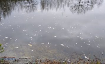 Dziesiątki martwych ryb w stawie w Puszczy Niepołomickiej. Co tam się wydarzyło? – ZDJĘCIA