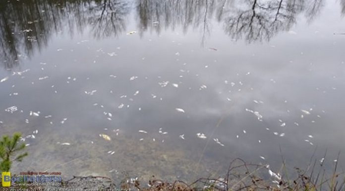 Dziesiątki martwych ryb w stawie w Puszczy Niepołomickiej. Co tam się wydarzyło? – ZDJĘCIA