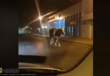 Brzesko. Krowa spacerowała po mieście. Zginęła w wypadku