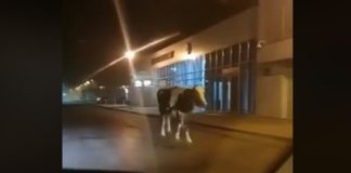 Brzesko. Krowa spacerowała po mieście. Zginęła w wypadku