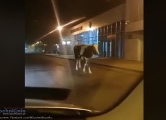 Brzesko. Krowa spacerowała po mieście. Zginęła w wypadku