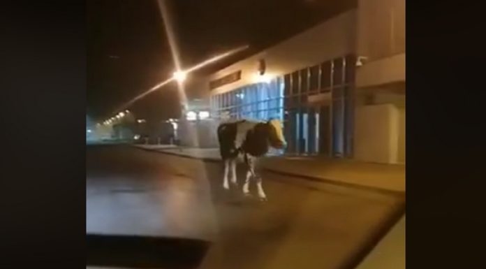 Brzesko. Krowa spacerowała po mieście. Zginęła w wypadku