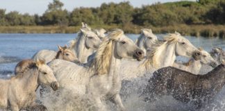 Biblioteka. We wtorek otwarcie wystawy „Konie portret prawdziwy”