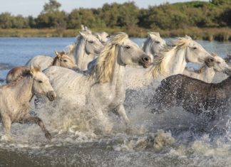 Biblioteka. We wtorek otwarcie wystawy „Konie portret prawdziwy”