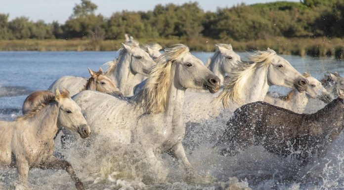 Biblioteka. We wtorek otwarcie wystawy „Konie portret prawdziwy”