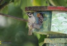 Bochnia – Ptasie Miasto. Już 85 budek, będą kolejne. Wesprzyj projekt!