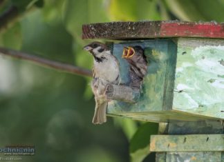 Bochnia – Ptasie Miasto. Już 85 budek, będą kolejne. Wesprzyj projekt!