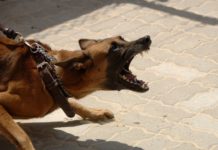 Pies zagryzł psa na os. św. Jana – szczegóły zdarzenia. Ustawiono klatkę-pułapkę