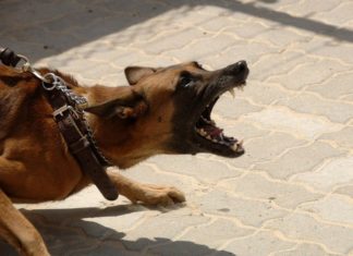 Pies zagryzł psa na os. św. Jana – szczegóły zdarzenia. Ustawiono klatkę-pułapkę