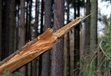 Silny wiatr w powiecie bocheńskim. Osiem interwencji straży pożarnej