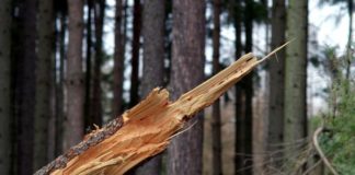Silny wiatr w powiecie bocheńskim. Osiem interwencji straży pożarnej
